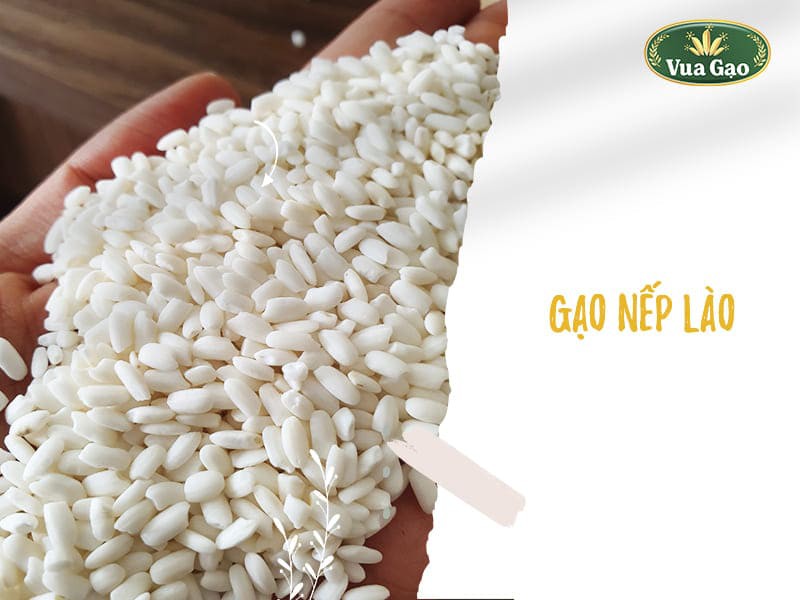 Gạo Nếp Lào Là Gì? Những Bí Mật Về Hạt Gạo Ngon Bạn Nên Biết