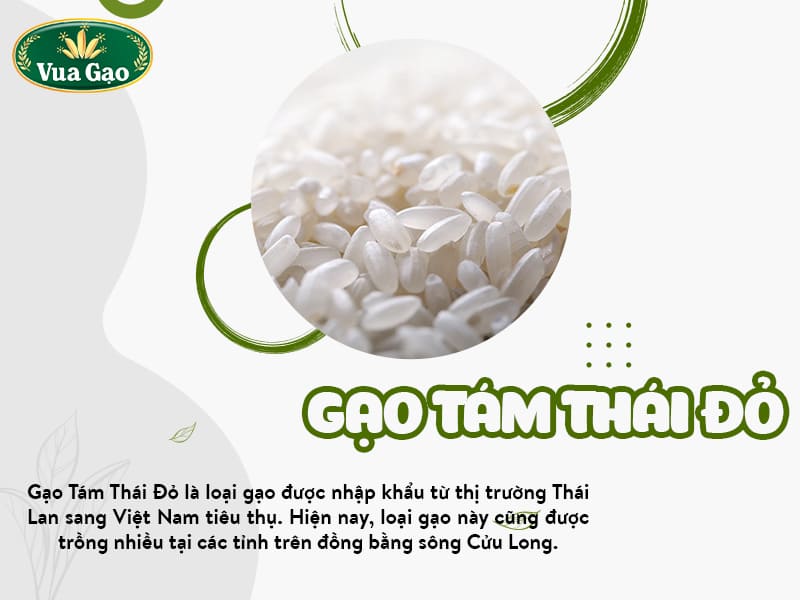 gao-tam-thai-do