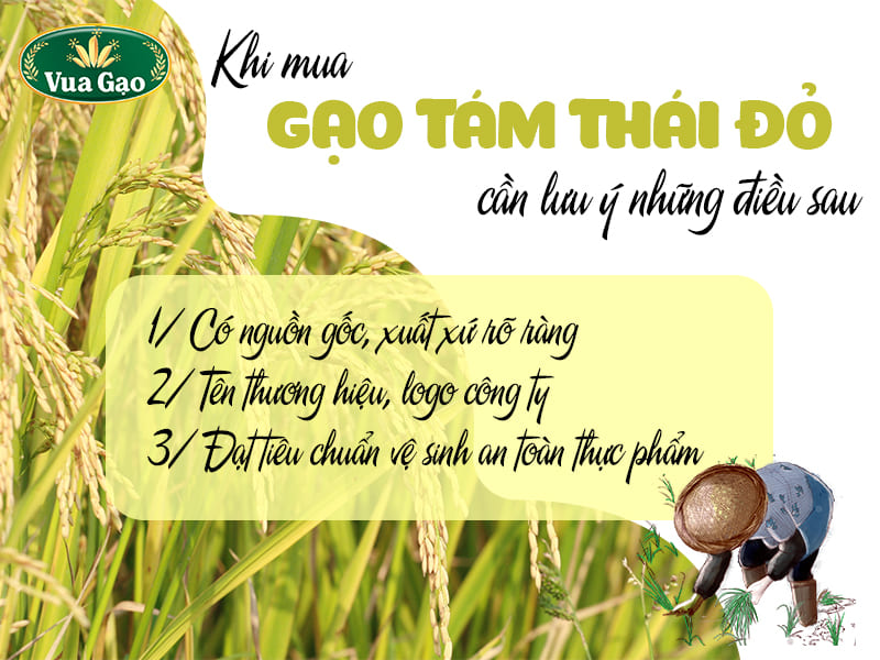 gao-tam-thai-do-gia-si