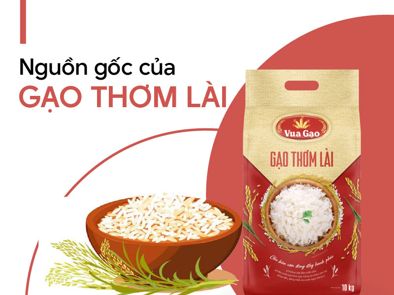 nguồn gốc gạo thơm lài